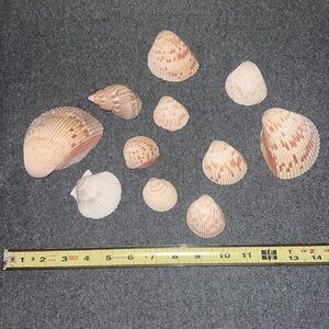 Sea Shells